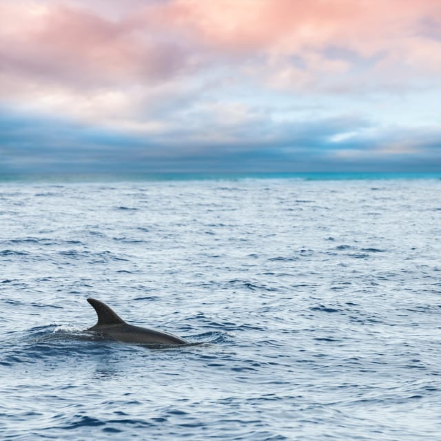 Key West: Afternoon Catamaran Sail and Dolphin Watch - Key points before you book