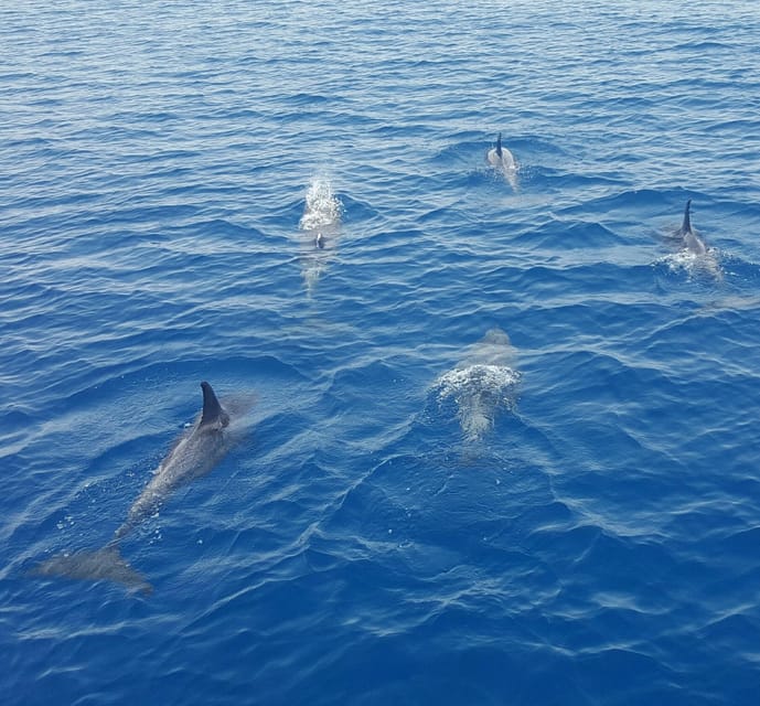 Key West: Afternoon Catamaran Sail and Dolphin Watch - Who will enjoy this cruise most