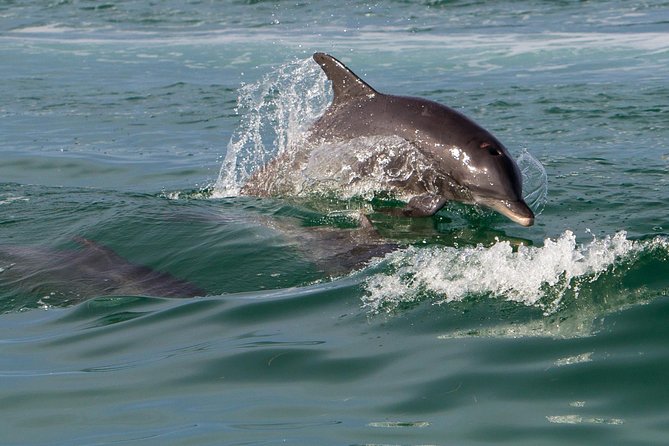 Key West Dolphin and Snorkel Experience - A sunset return by South Beach