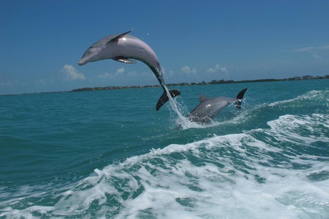 Key West Dolphin and Snorkel Experience - Crew service makes a major difference