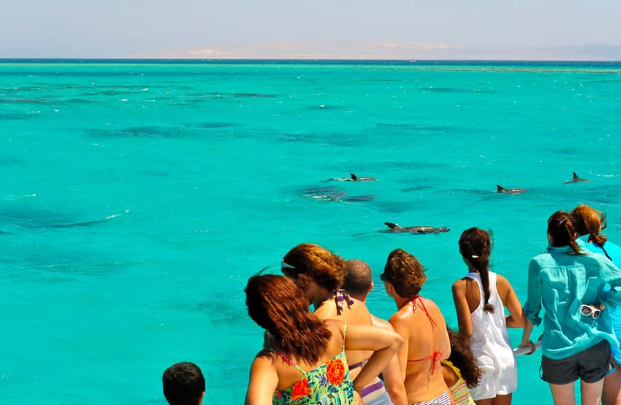 Key West: Dolphin & Reef Snorkel Trip with Sunset Option - Dolphins first, with no aquarium glass between you