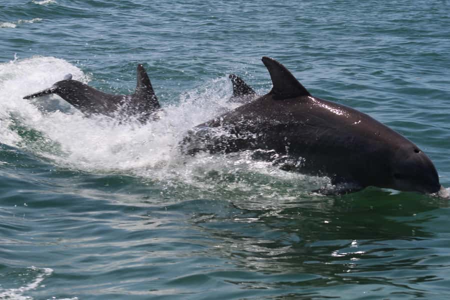 Key West: Dolphin & Reef Snorkel Trip with Sunset Option - Is $76 a fair price?