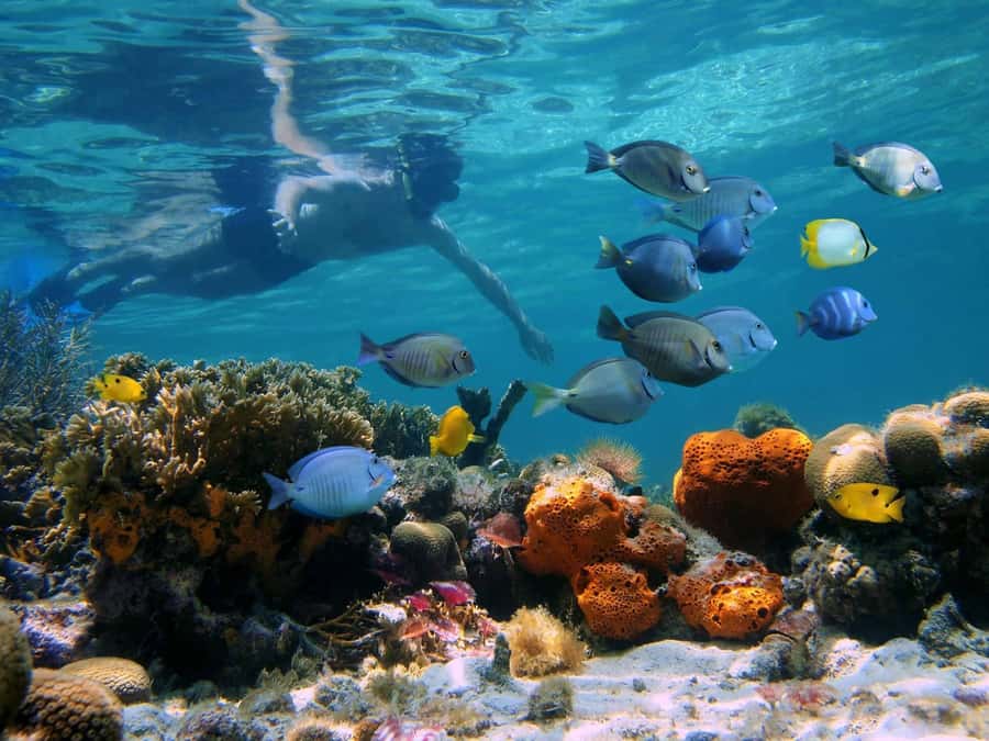 Key West: Dolphin & Reef Snorkel Trip with Sunset Option - The Florida Marine Sanctuary sets the scene