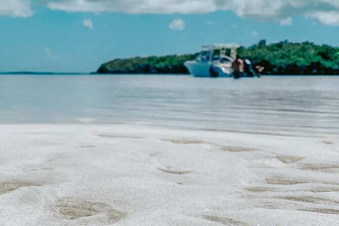 Key West Dolphin & Snorkeling Tour - Small Group - Morning or afternoon: choosing your departure