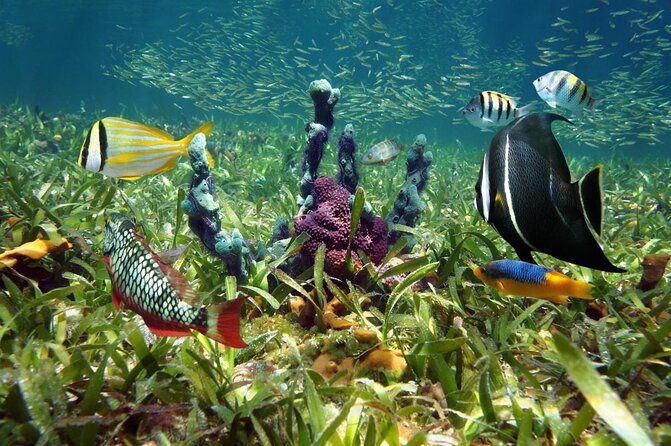 Key West Dolphin Watch and Snorkel Tour - Eco Adventure - Key points to know before booking