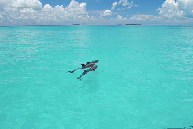 Key West Dolphin Watch and Snorkel Tour - Eco Adventure - Dolphins first, snorkeling second