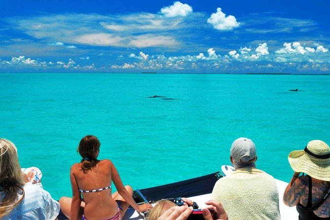 Key West Dolphin Watch and Snorkel Tour - Eco Adventure - Is $79.95 a good value?