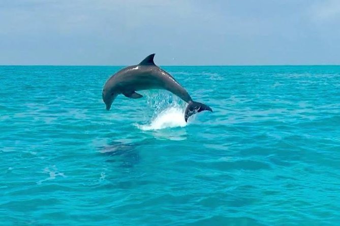 Key West Dolphin Watch and Snorkel Tour - Eco Adventure - Timing, weather, and cancellation details