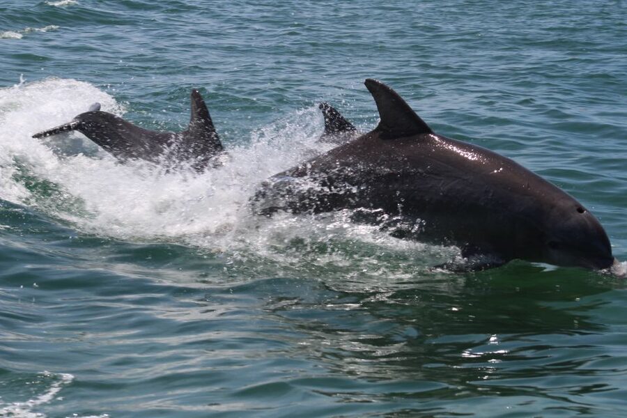 Key West: Dolphin Watching and Snorkeling Sunset Cruise - Who will enjoy this boat trip most?