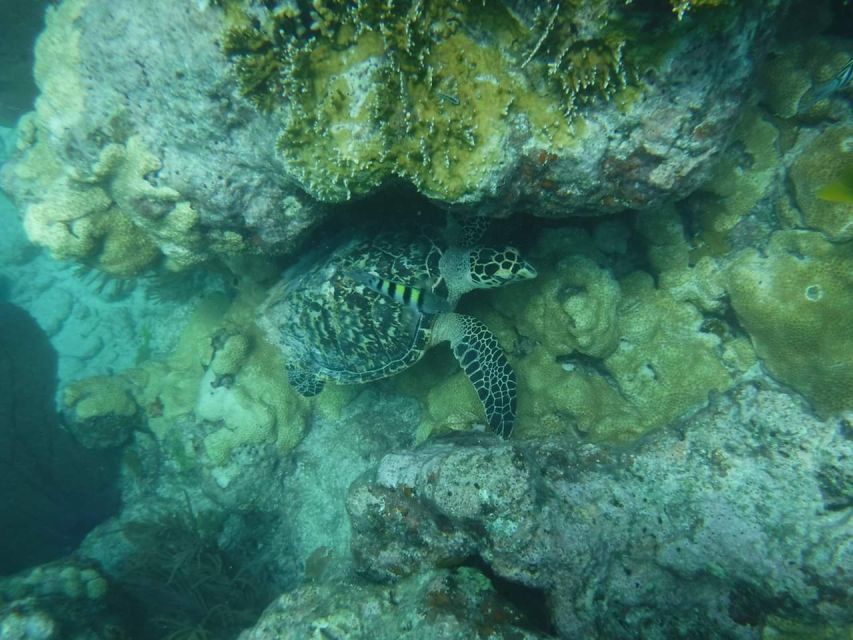 Key West: Dolphin Watching and Snorkeling Sunset Cruise - Should you book the Sunset One cruise?