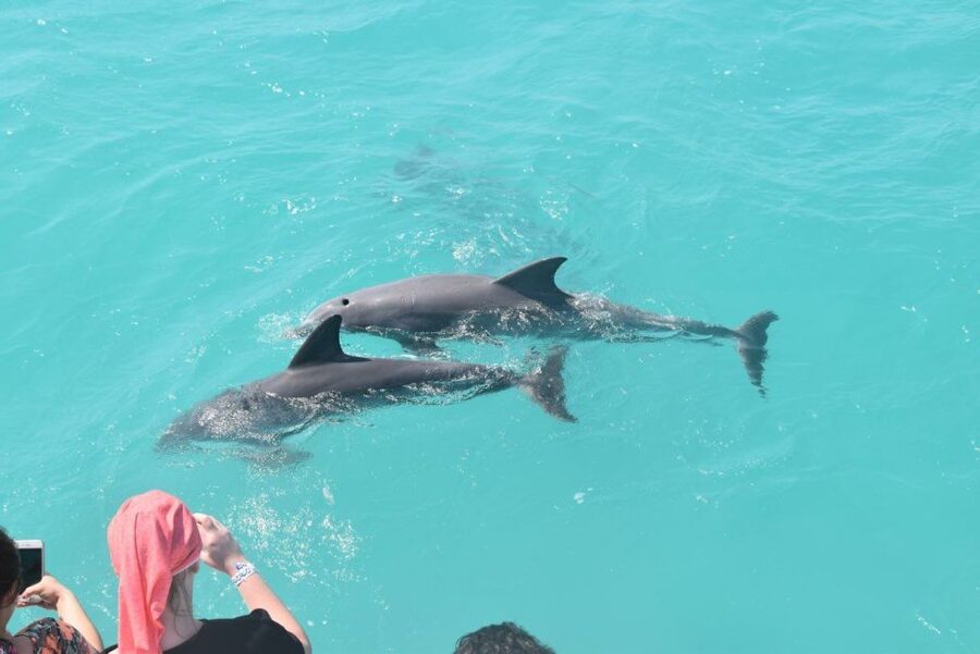 Key West: Dolphin Watching and Snorkeling Sunset Cruise - Searching for dolphins in open water