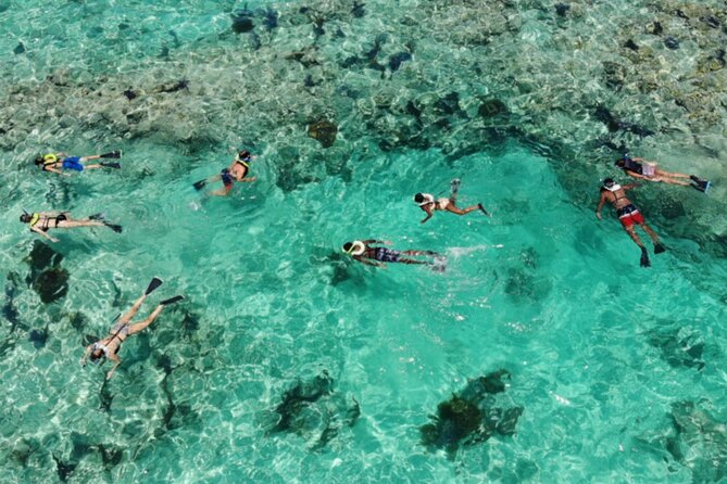 Key West: Dolphin Watching cruise & Snorkeling unlimited beer & soda - Morning sailing or sunset return