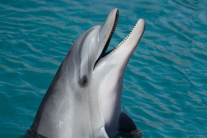 Key West: Dolphin Watching cruise & Snorkeling unlimited beer & soda - Is the $89.99 price fair?