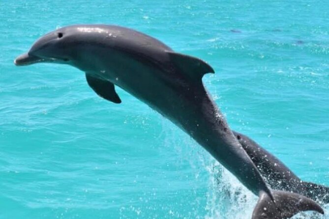 Key West's Favorite Afternoon Dolphin Sail - Crew Style Can Shape the Afternoon
