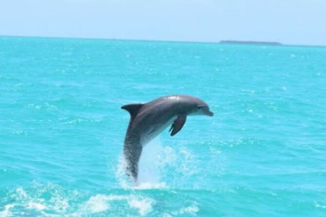 Key West's Favorite Afternoon Dolphin Sail - Timing, Booking, and Weather