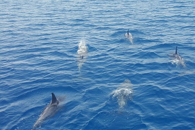 Key West's Favorite Afternoon Dolphin Sail - How the Dolphin Search Works