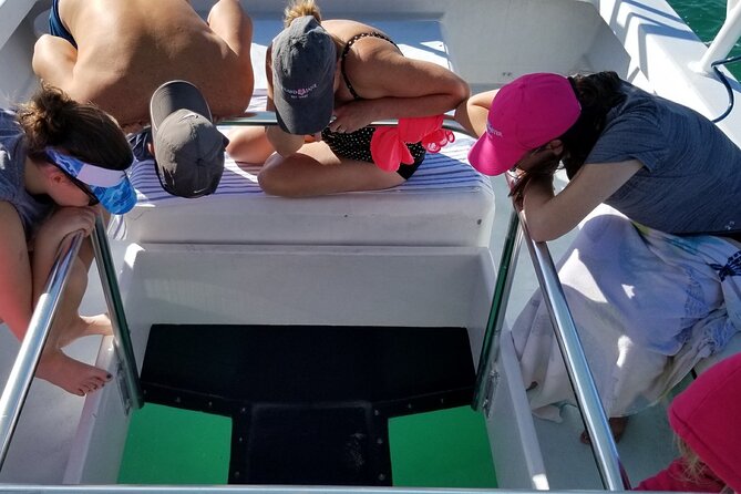 Key West: Snorkel, Sandbar & Dolphin Excursion - Dolphins, turtles, sharks, and the luck of open water