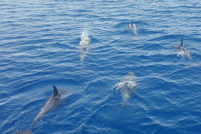 Key West Sunset Sail: Dolphin Watching, Wine, and Tapas - The sunset finale near Sunset Key