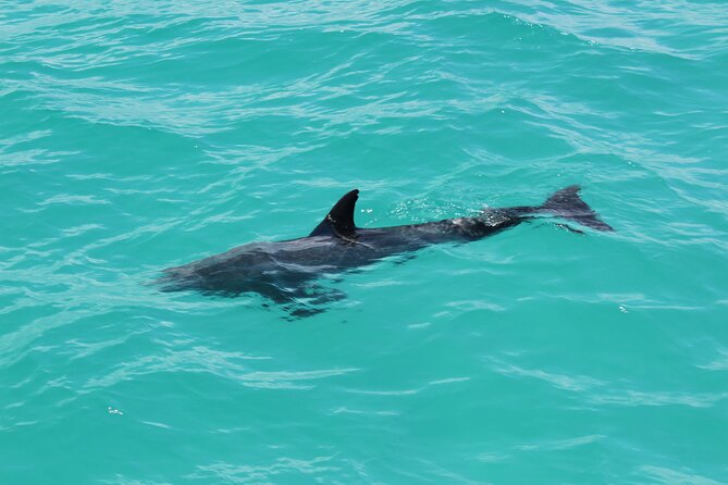 Key West Tours from Miami: Dolphin Discovery, Snorkeling & More ! - Glass-bottom boat and jet ski choices