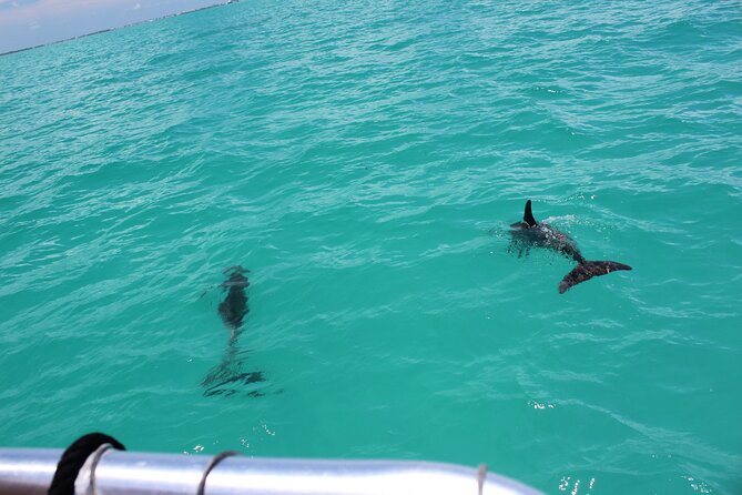 Key West Tours from Miami: Dolphin Discovery, Snorkeling & More ! - What the $60.84 price really covers