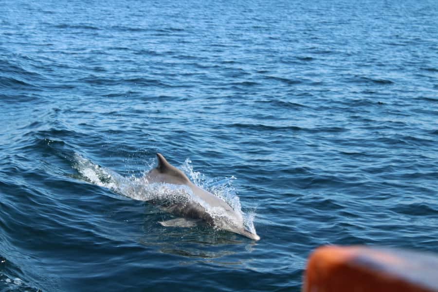 Khasab: Half-Day Dhow Cruise, Dolphin Watching, & Snorkeling - One hour among the cliffs on a traditional dhow