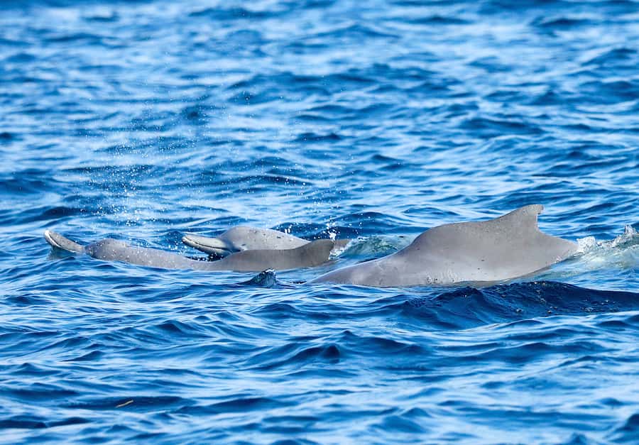 Khasab: Half-Day Dhow Cruise with Dolphin Watching - How the 210-minute timing works