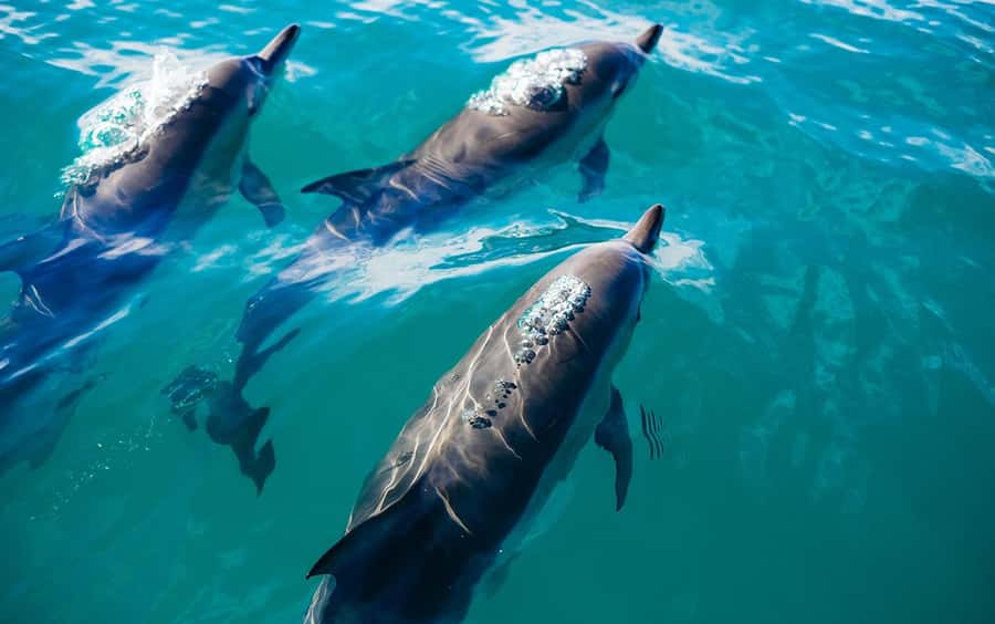 Khasab: Khor Sham Half-Day Cruise with Snorkeling & Dolphins - A four-hour route into Khor Sham