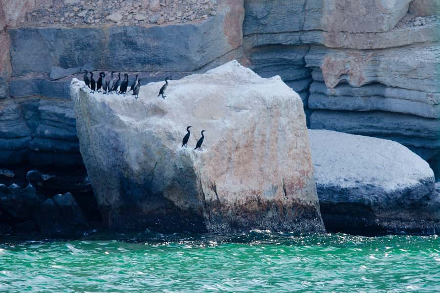 Khasab Musandam |Telegraph Island |Dhow Cruise | Dolphins - Food, drinks, and what the $51 price really covers