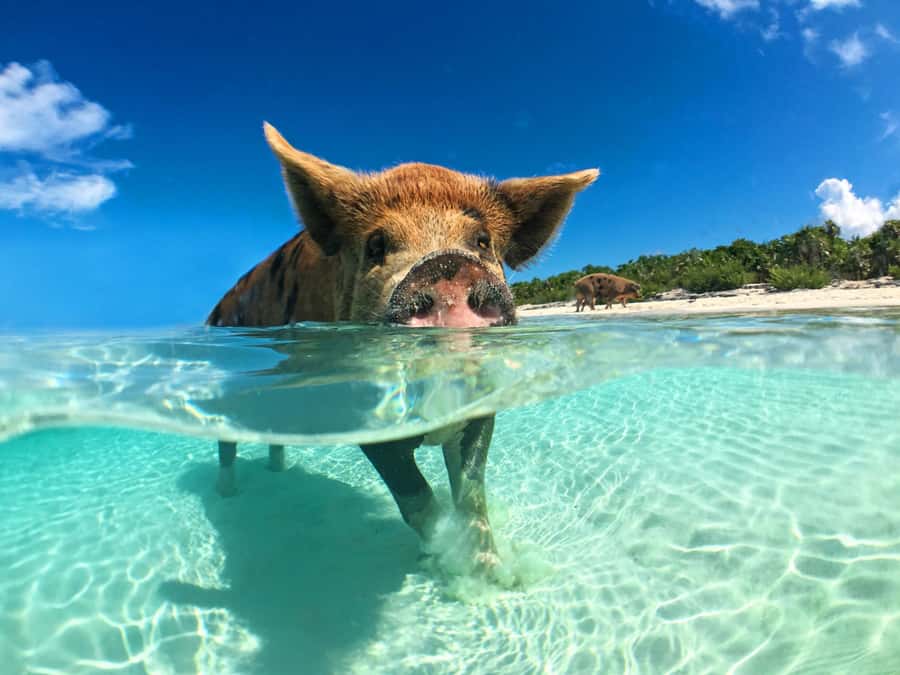 Koh Samui: Pink Dolphin, Pig Island, and Snorkeling Day Trip - Key points at a glance