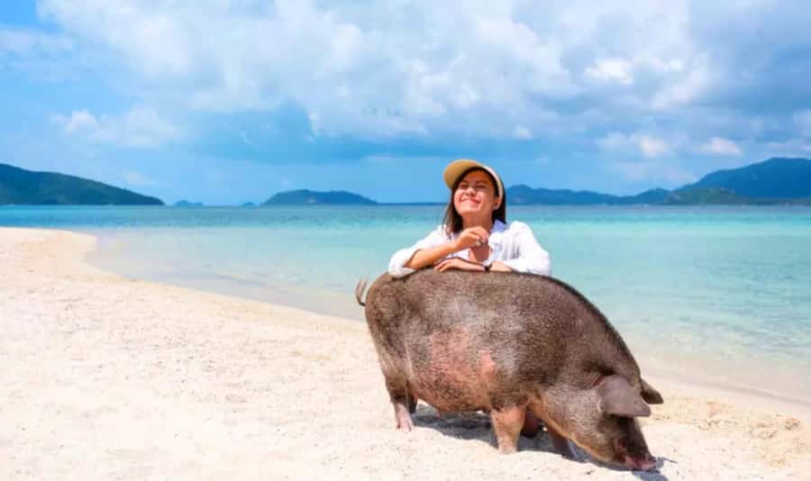 Koh Samui: Pink Dolphin, Pig Island, and Snorkeling Day Trip - Searching for pink dolphins near Khanom