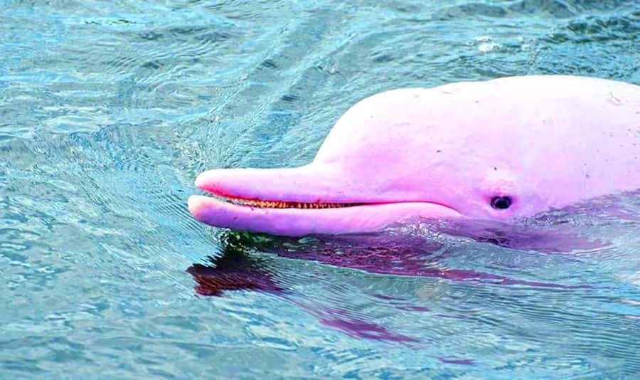 Koh Samui: Pink Dolphin, Pig Island, and Snorkeling Day Trip - Snorkeling around Koh Tan