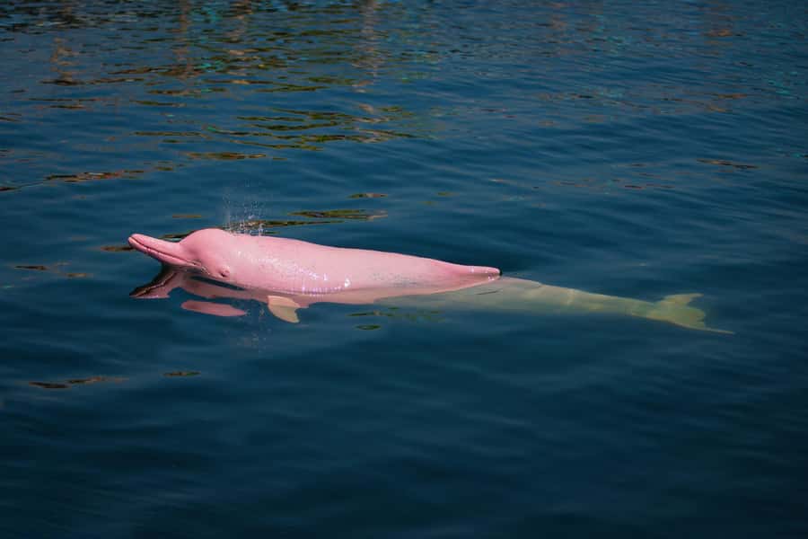 Koh Samui: Pink Dolphin, Pig Island, and Snorkeling Day Trip - Who should book this tour