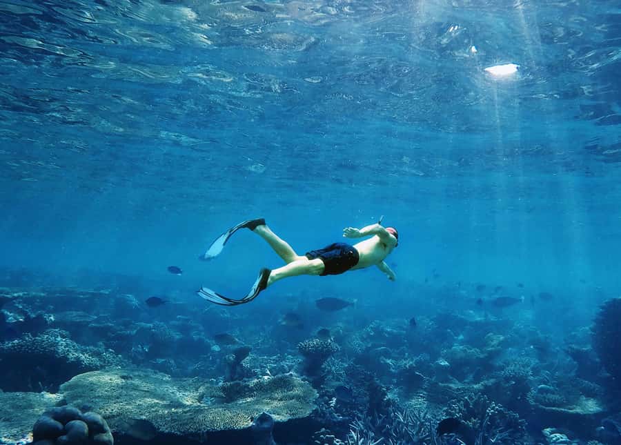 Koh Samui: Pink Dolphin, Pig Island, and Snorkeling Day Trip - Is $83 good value?