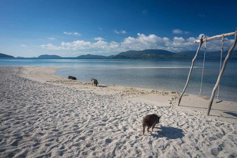 Koh Samui Pink Dolphin Sightseeing and Snorkelling Tour - Key points to know before booking