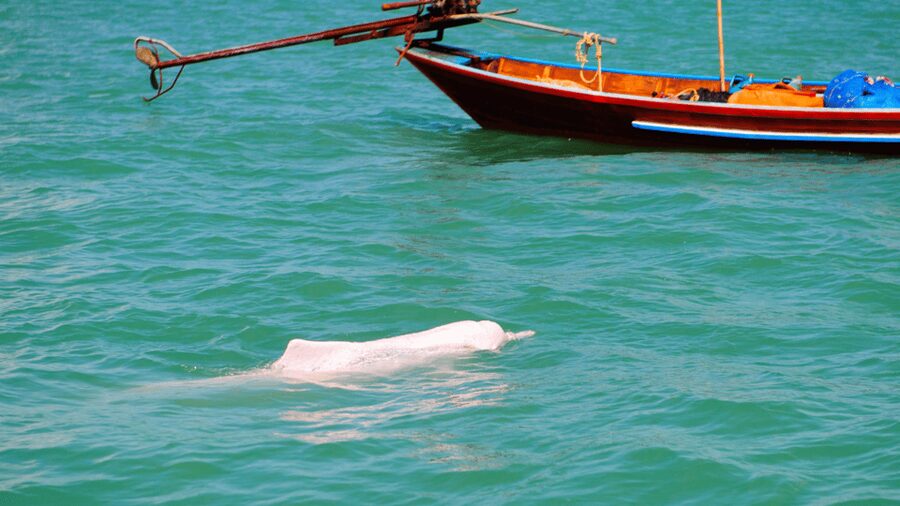 Koh Samui Pink Dolphin Sightseeing and Snorkelling Tour - What this Koh Samui sea day is really about