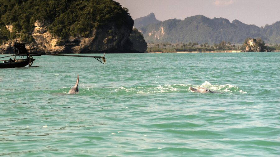 Koh Samui Pink Dolphin Sightseeing and Snorkelling Tour - Snorkeling when the water is clear, and when it is not