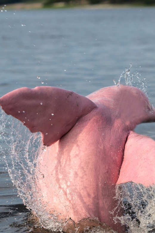 Koh Samui Pink Dolphin Sightseeing and Snorkelling Tour - Lunch, schedule, and the $78 value