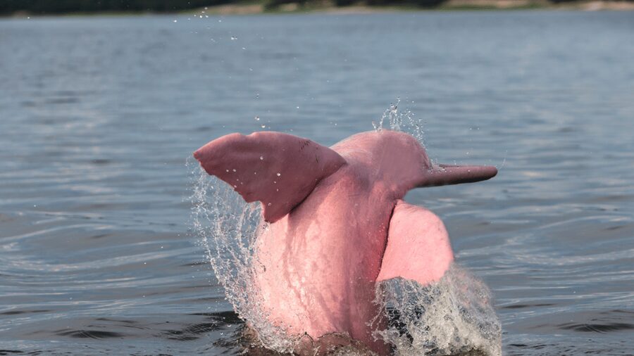 Koh Samui Pink Dolphin Sightseeing and Snorkelling Tour - Weather, group size, and comfort