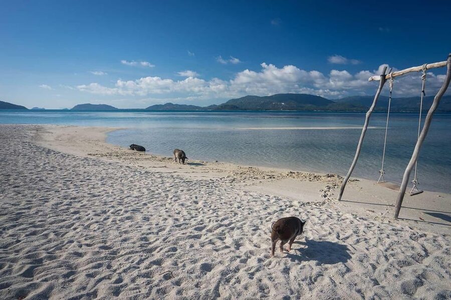 Koh Samui Pink Dolphin Sightseeing and Snorkelling Tour - An 8:00 pickup and a shared speedboat start