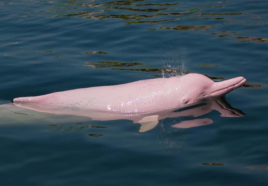Koh Samui: Pink Dolphin Spotting & Pig Island Speedboat Tour - What to bring for a smoother day