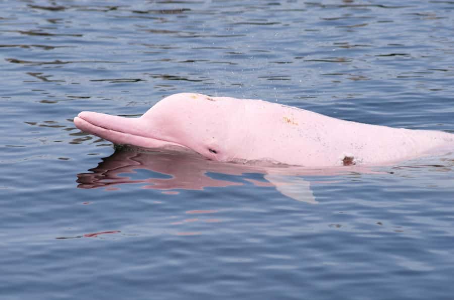 Koh Samui: Pink Dolphin Spotting & Pig Island Speedboat Tour - Chasing pink dolphins off Koh Samui