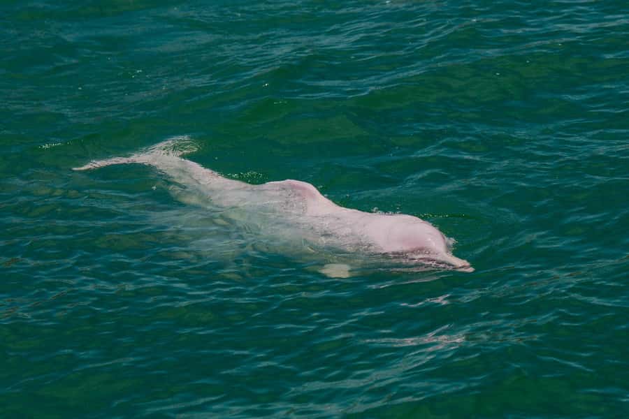 Koh Samui: Pink Dolphin Spotting & Pig Island Speedboat Tour - Snorkeling around Ko Taen