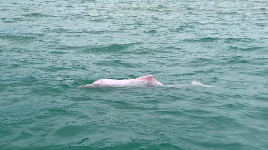 Koh Samui: Pink Dolphin Spotting & Pig Island Speedboat Tour - Meeting the pigs on Ko Madsum