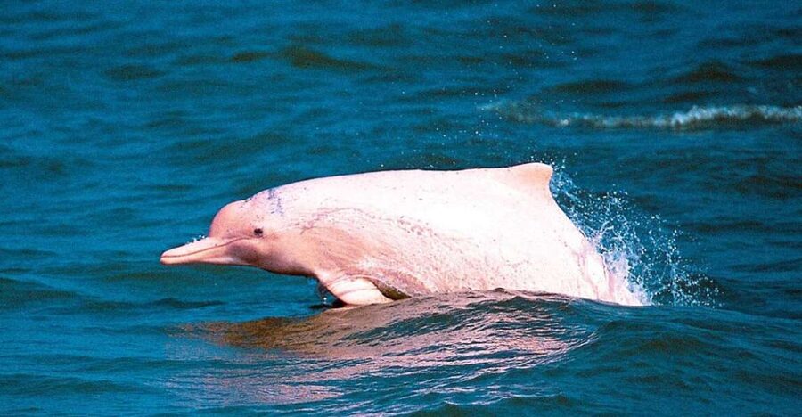 Koh Samui: Pink Dolphin Spotting & Pig Island Speedboat Tour - How much value do you get for $72?