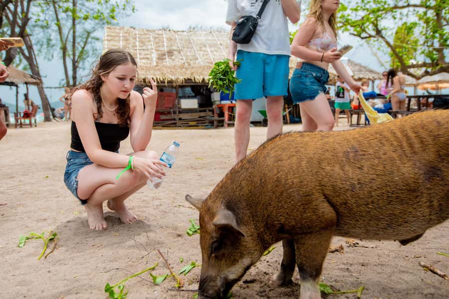 Koh Samui: Pink Dolphin Spotting & Pig Island Speedboat Tour - Who will enjoy this Koh Samui day trip?