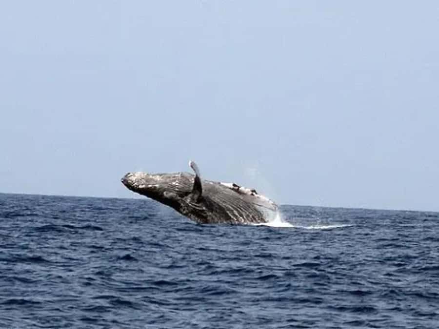 Kona: Dolphin & Whale Watching Tour - Key points to know before booking
