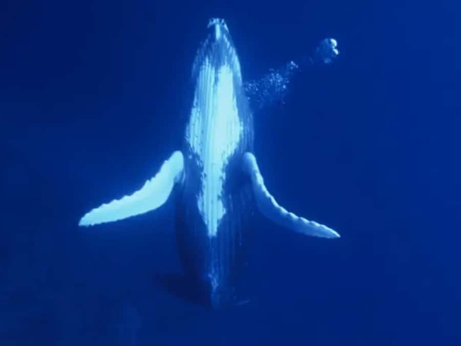 Kona: Dolphin & Whale Watching Tour - What this Kona boat trip is really about