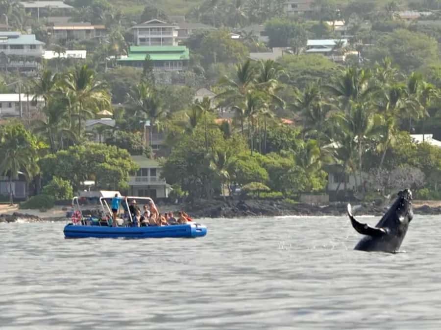 Kona: Dolphin & Whale Watching Tour - Watching spinner dolphins along the Kona coast