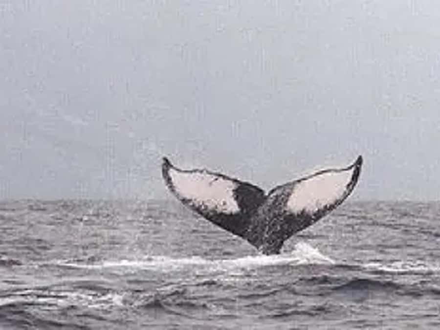 Kona: Dolphin & Whale Watching Tour - Whale season, hydrophone sounds, and honest expectations