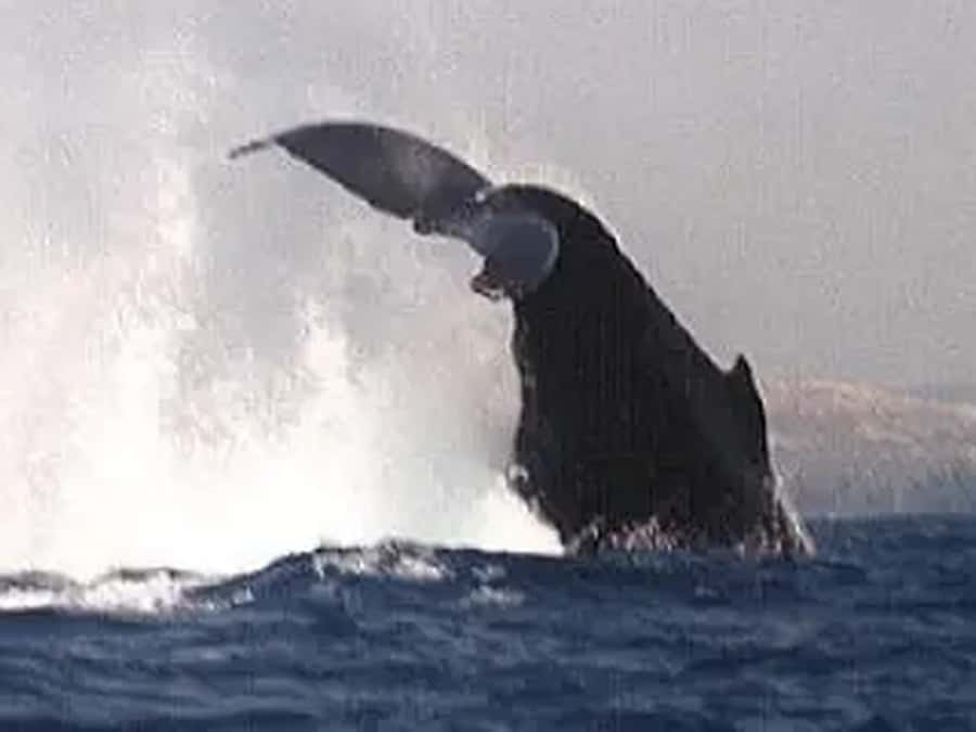 Kona: Dolphin & Whale Watching Tour - What is included, and what the $107 price buys